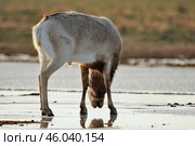 Зимний сайгак на водопое в дикой природе в степях Калмыкии. Стоковое фото, фотограф Dia Wild / Фотобанк Лори