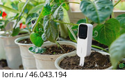 Plant growth monitoring using a digital soil moisture sensor in flower pots. Стоковое AI-видео, аниматор Zakharova Natasha / Фотобанк Лори