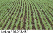 Parallel rows of young wheat plants growing in fertile soil, creating a soothing pattern of green and brown. Стоковое видео, видеограф Mikhail Davidovich / Фотобанк Лори