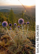 Южный Урал, цветущий мордовник обыкновенный (Echinops ritro) в горах. Southern Urals, blooming southern globethistle (Echinops ritro) in the mountains. Стоковое фото, фотограф Евгений Романов / Фотобанк Лори