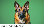 The German Shepherd sitting isolated on a green screen. Dog looking at camera on green background. Animal backdrop. Pet on chroma key. Playful friendly dog with mouth open, wagging its tail. Animation. Стоковое AI-видео, аниматор Марина Демидюк / Фотобанк Лори