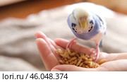 Owner man feeding a budgie. Close-up. White blue budgerigar perching on the hand. Pet bird is eating cucumber from human palm. Cozy Indoor Setting. Person is gently handfeeding a parrot in bright room. Стоковое видео, видеограф Марина Демидюк / Фотобанк Лори