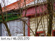 Городской пейзаж. Горлица на дереве. Воронеж. Стоковое фото, фотограф Владимир Шибаев / Фотобанк Лори