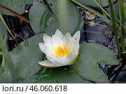 Южный Урал, цветы кувшинки белой (Nymphaea alba) в горном озере. Southern Urals, white water lilies (Nymphaea alba) in a mountain lake. Стоковое фото, фотограф Евгений Романов / Фотобанк Лори