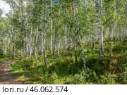 Березовая роща в Уральских горах летним днем. Стоковое фото, фотограф Pukhov K / Фотобанк Лори