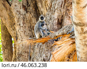 Семья гульманов (Semnopithecus priam), или лангуров, мать и детёныш, сидит на ветвях большого дерева на фоне ствола (2016 год). Стоковое фото, фотограф Анна Ефимова / Фотобанк Лори