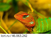 Обыкновенный калот (Calotes calotes), портрет крупным планом. Стоковое фото, фотограф Анна Ефимова / Фотобанк Лори