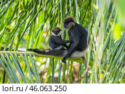 Краснолицые гульманы (Semnopithecus vetulus), мать и детёныш, сидит среди листьев пальмы (2016 год). Стоковое фото, фотограф Анна Ефимова / Фотобанк Лори
