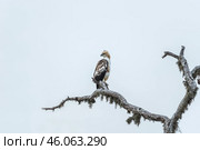 Хохлатый ястребиный орел (Ceylon Hawk Eagle, Spizaetus cirrhatus ceylanensis) сидит на ветке сухого дерева на фоне неба (2012 год). Стоковое фото, фотограф Анна Ефимова / Фотобанк Лори