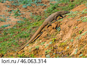 Бенгальский варан (Varanus bengalensis) идёт по земле среди низкой травы (2016 год). Стоковое фото, фотограф Анна Ефимова / Фотобанк Лори