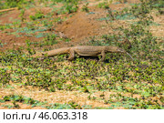 Бенгальский варан (Varanus bengalensis) идёт по земле среди низкой травы (2016 год). Стоковое фото, фотограф Анна Ефимова / Фотобанк Лори