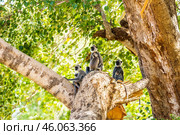 Семья гульманов (Semnopithecus priam), или лангуров, сидит на ветвях большого дерева на фоне ствола дерева и зелёной листвы (2016 год). Стоковое фото, фотограф Анна Ефимова / Фотобанк Лори