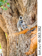 Семья гульманов (Semnopithecus priam), или лангуров, мать и детёныш, сидит на ветвях большого дерева на фоне ствола (2016 год). Стоковое фото, фотограф Анна Ефимова / Фотобанк Лори
