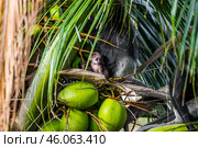 Краснолицые гульманы (Semnopithecus vetulus), мать и детёныш, эндемики Шри-Ланки, сидят на кокосовой пальме (2012 год). Стоковое фото, фотограф Анна Ефимова / Фотобанк Лори
