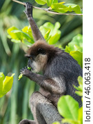 Краснолицый гульман  (Semnopithecus vetulus), эндемик Шри-Ланки, кормится сидя на дереве. Портрет крупным планом. (2012 год). Стоковое фото, фотограф Анна Ефимова / Фотобанк Лори