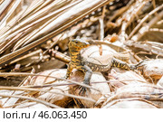 Полосатый варан сидит (2016 год). Стоковое фото, фотограф Анна Ефимова / Фотобанк Лори