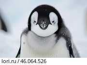 Close up of chinstrap penguin chick covered in snowflakes in antarctica. Стоковое AI-изображение, AI-художник Иван Рябоконь / Фотобанк Лори