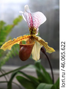 Орхидея Венерин башмачок (Paphiopedilum gratrixianum) Стоковое фото, фотограф Евгения Солдатова / Фотобанк Лори