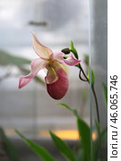 Орхидея Венерин башмачок ( Phragmipedium) Стоковое фото, фотограф Евгения Солдатова / Фотобанк Лори