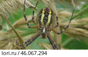 Паук Аргиопа Брюнниха или паук-оса Argiope bruennichi. Стоковое видео, видеограф Александр Мамонтов / Фотобанк Лори