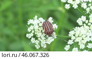 Щитник линейчатый или Клоп итальянский Graphosoma italicum. Стоковое видео, видеограф Александр Мамонтов / Фотобанк Лори