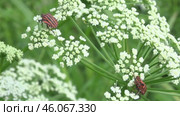 Щитник линейчатый или Клоп итальянский Graphosoma italicum. Стоковое видео, видеограф Александр Мамонтов / Фотобанк Лори