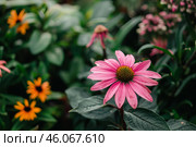 Pink coneflower blooming in garden with dew drops. Стоковое AI-изображение, AI-художник Иван Рябоконь / Фотобанк Лори