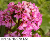 Pink saxifrage in the garden. Стоковое фото, фотограф Argument / Фотобанк Лори