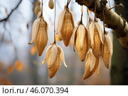 Dried fruits of the davidia involucrata tree hanging from a branch in autumn. Стоковое AI-изображение, AI-художник Иван Рябоконь / Фотобанк Лори