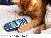 Belarus, Minsk - 11.01.2025: A playful cat is interacting with a Nokia cell phone delightfully. Редакционное фото, фотограф Аксенова Вера / Фотобанк Лори