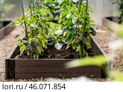 A new greenhouse made of polyethylene and polycarbonate with new beds made of wood-polymer composite with pepper seedlings. Gardening season. Greenhouses on a country plot. Стоковое фото, фотограф Photojuli / Фотобанк Лори