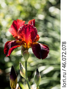 A red, burgundy iris flower in a blooming summer garden. Beautiful natural natural background. Стоковое фото, фотограф Photojuli / Фотобанк Лори