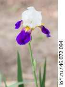 A iris flower in a blooming summer garden. Beautiful natural natural background. Стоковое фото, фотограф Photojuli / Фотобанк Лори