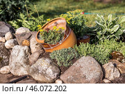 Landscape design. Planting, disembarking, and gardening. A natural, blooming, environmentally friendly natural background. Стоковое фото, фотограф Photojuli / Фотобанк Лори