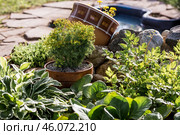 Landscape design. Planting, disembarking, and gardening. A natural, blooming, environmentally friendly natural background. Стоковое фото, фотограф Photojuli / Фотобанк Лори