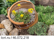Landscape design. Planting, disembarking, and gardening. A natural, blooming, environmentally friendly natural background. Стоковое фото, фотограф Photojuli / Фотобанк Лори