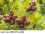 Шишки кедрового стланика . Сосна стланиковая или Кедро́вый стла́ник. ( Pinus pumila (Pall.) Regel, 1859 ) Восточная Сибирь, Якутия. Стоковое фото, фотограф Павел Просянов / Фотобанк Лори