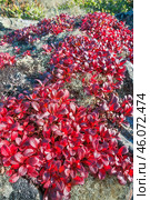 Толокня́нка альпи́йская (лат. Arctostaphylos alpina) — вид растений из рода Толокнянка, вокруг - олений мох ( лишайник ) в горах Якутии ( Оймяконский район ) Стоковое фото, фотограф Павел Просянов / Фотобанк Лори