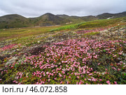 Луазелеурия распростертая (кальмия лежачая) на горном склоне. Loiseleuria procumbens (Kalmia procumbens). Красивые цветущие дикие цветы в арктической тундре. Растения, произрастающие на Крайнем Севере в Арктике. Природа Сибири и Дальнего Востока России. Золотой хребет, Чукотка, Россия. Стоковое фото, фотограф Андрей Степанов / Фотобанк Лори