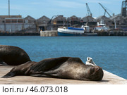 Cute Cape fur seal sleeping on the pier. Стоковое фото, фотограф Екатерина Якименко / Фотобанк Лори