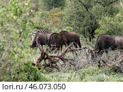 A herd of blue wildebeest graze in the forest of Kruger National Park (2023 год). Стоковое фото, фотограф Екатерина Якименко / Фотобанк Лори