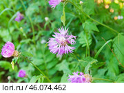 Василек подбеленный, лат. Centaurea dealbata, декоративный цветок с яркими розовыми лепестками, Волгоградская область, Россия, Стоковое фото, фотограф Андрей Цыганков / Фотобанк Лори