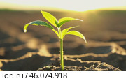 Green sprout, hope for cracked earth in the desert of Africa. Water problems, global warming, drought, water shortage in the world, health problems, poverty and misery in countries. Climate change: from friendship to green grove. Стоковое AI-видео, аниматор ALLA YURTAYEVA / Фотобанк Лори