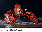 Large red lobster standing on wet wooden surface. Стоковое AI-изображение, AI-художник Иван Рябоконь / Фотобанк Лори