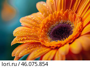 Vibrant orange gerbera daisy blooming with fresh dewdrops. Стоковое AI-изображение, AI-художник Иван Рябоконь / Фотобанк Лори