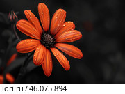 Vibrant orange daisy blooming after the rain. Стоковое AI-изображение, AI-художник Иван Рябоконь / Фотобанк Лори