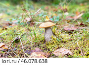 Лесной съедобный подосиновик в зеленой траве. Стоковое фото, фотограф FotograFF / Фотобанк Лори