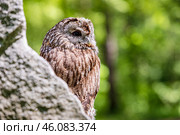 Stone cliff's tawny owl sentinel. Стоковое фото, фотограф Ольга Яковенко / Фотобанк Лори