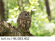 Fallen tree's tawny owl sentinel. Стоковое фото, фотограф Ольга Яковенко / Фотобанк Лори