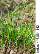 Западная Сибирь, цветущая осока чёрная (Carex nigra) весной. Western Siberia, blooming black sedge (Carex nigra) in spring. Стоковое фото, фотограф Евгений Романов / Фотобанк Лори